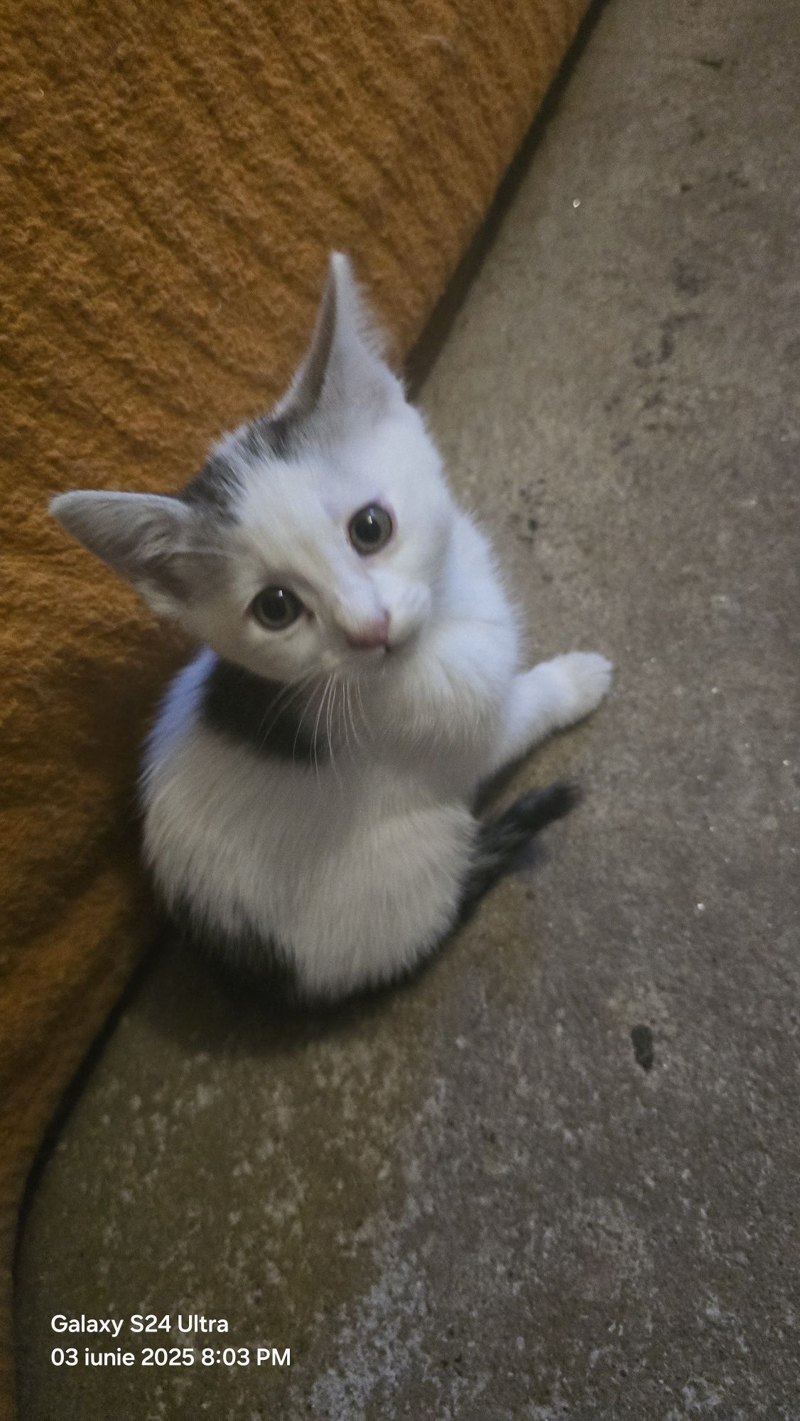 Dau spre adopție pisici