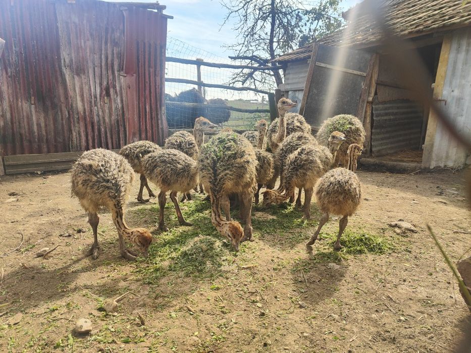 Vând pui de struți