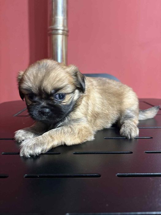 малки кралски пекинезчета