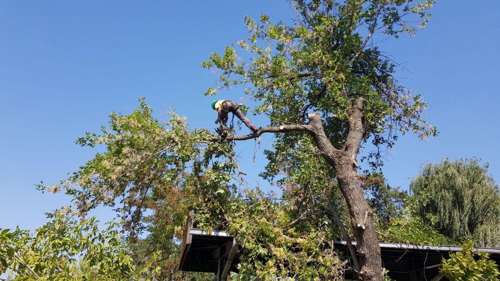 Taieri doborari si toaletari arbori copaci pomi orice dificultate