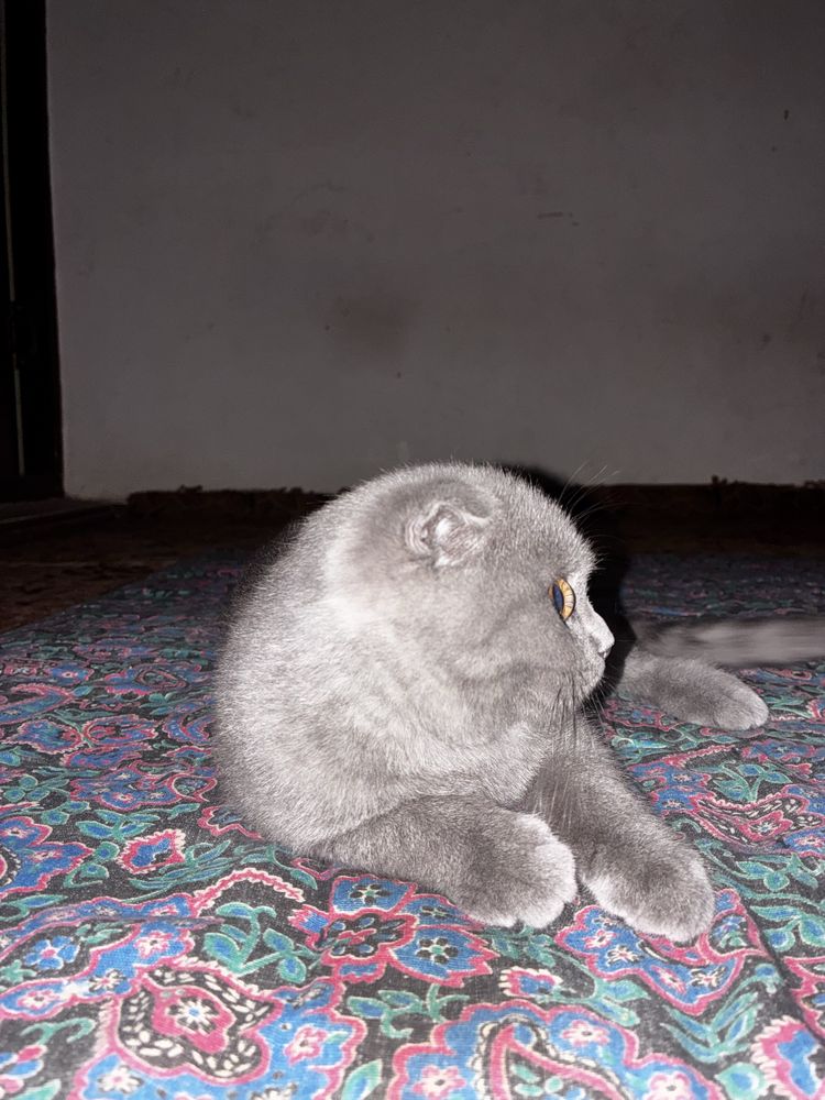 Шотландский веслоухый