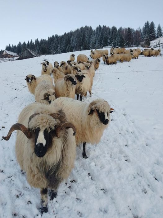 Oi de vânzare la un bun preț