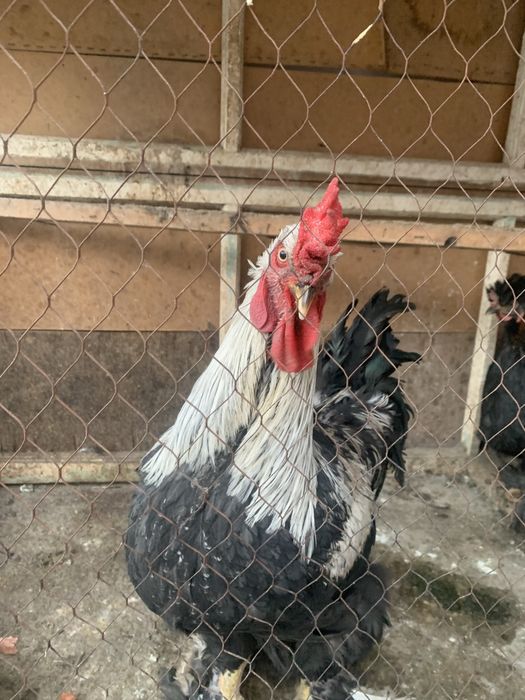 Tovuq ba Xoroz  srochna