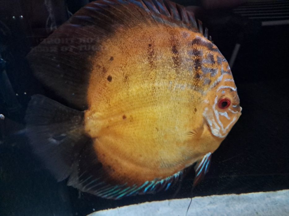 Discus de vanzare