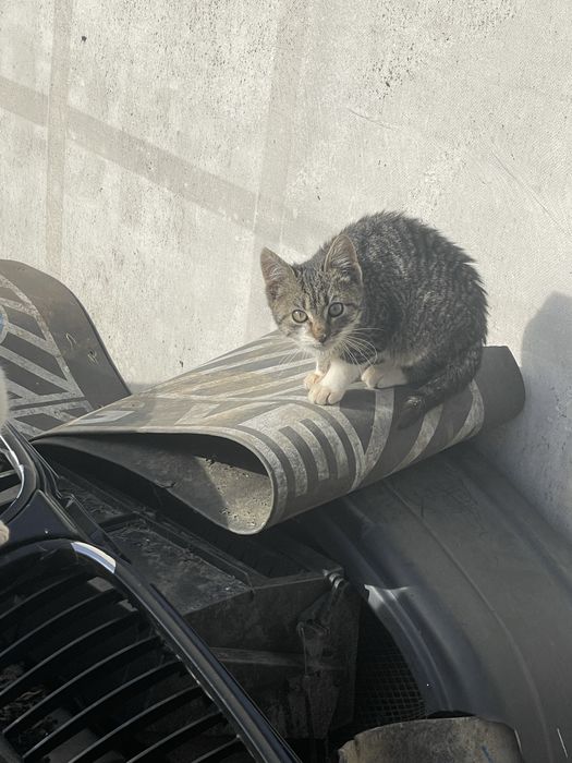 donez 5 pisoi de o luna