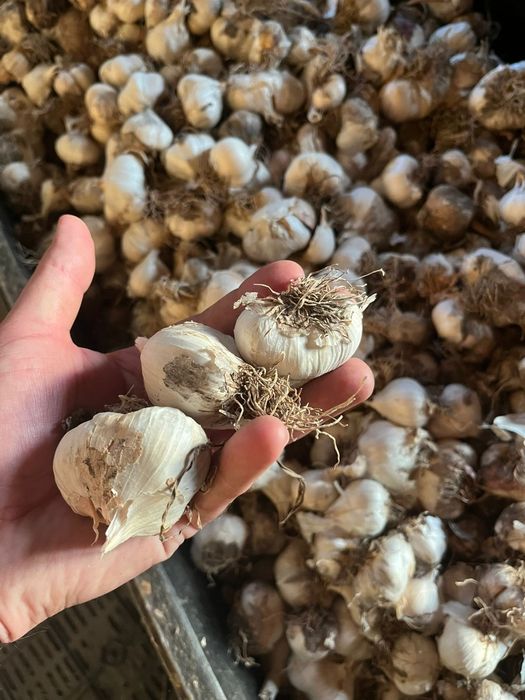 Vând usturoi de toamna