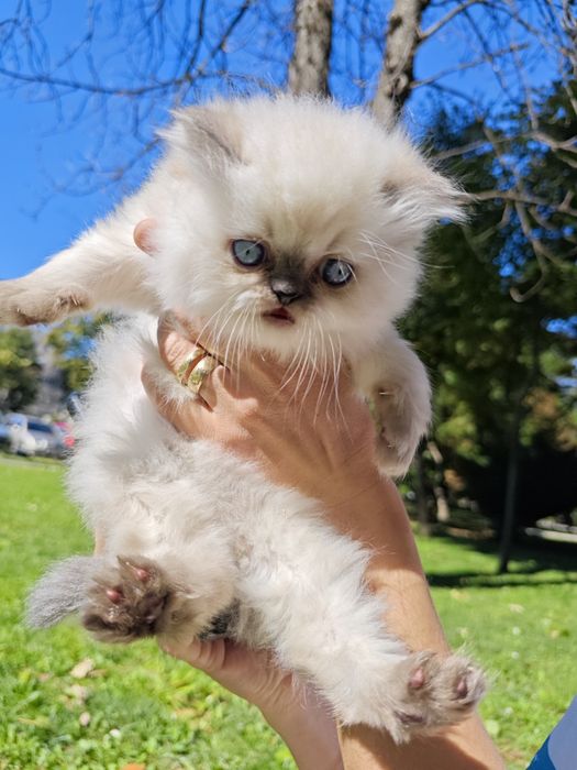British longhair colorpoint