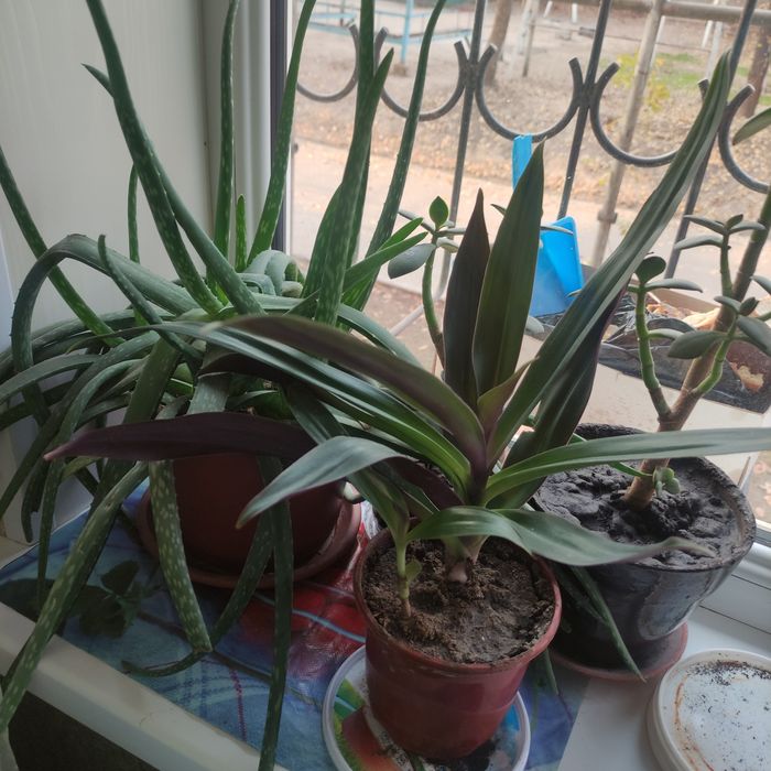 Цветы комнатные продаю