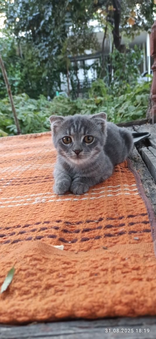 Продается вислоухий котёнок