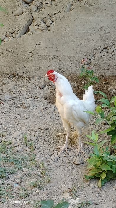 Xuroz yeyish ichishi yaxshi soğlom narxi 130 ming sum