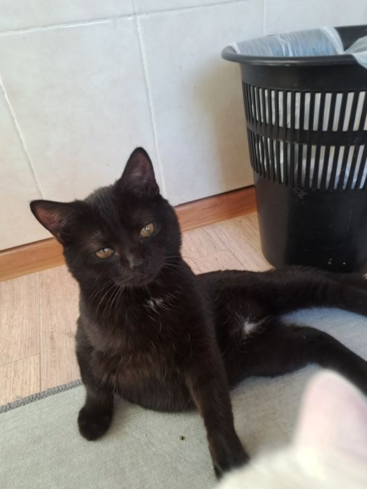 Котята и взрослая кошка