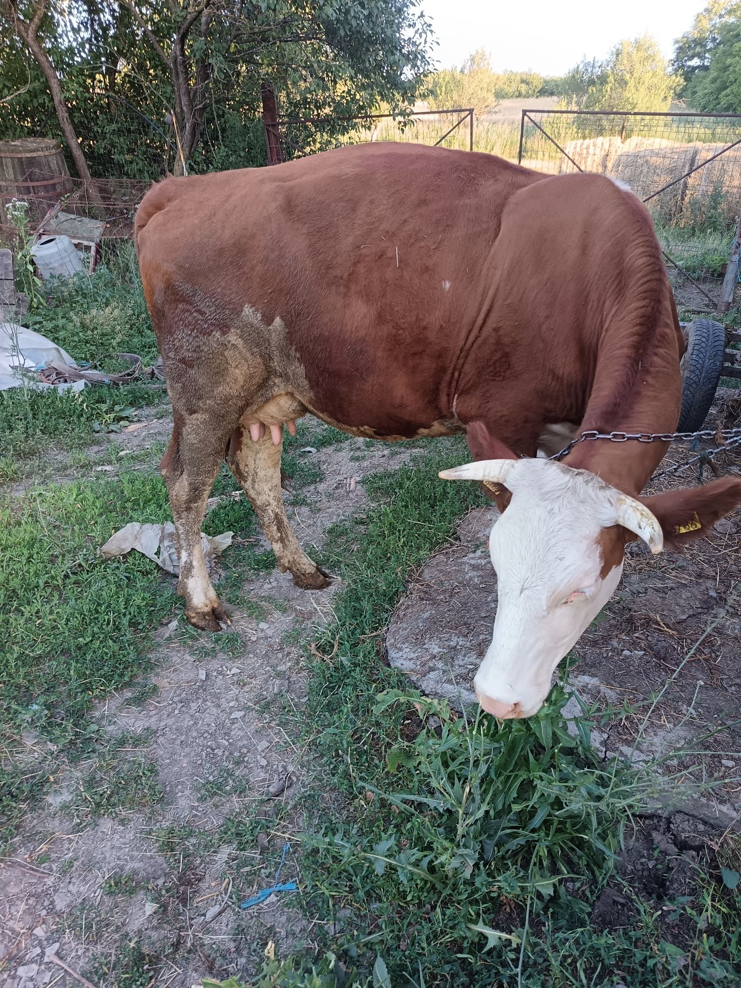 Vaca de vânzare Dobrin