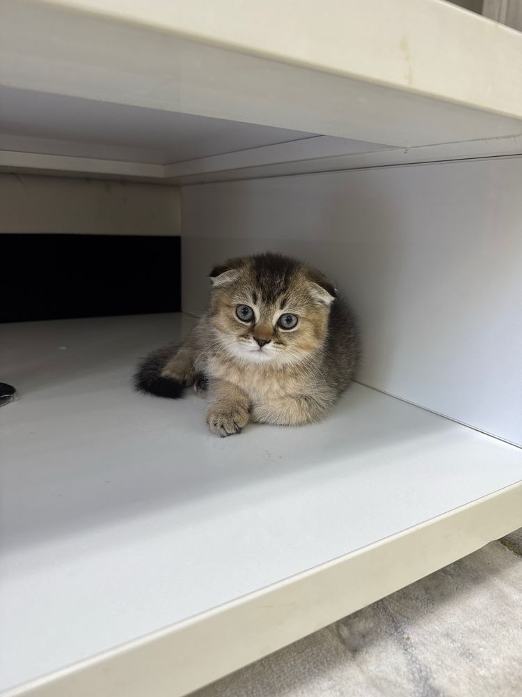 Продается фолд девочка
