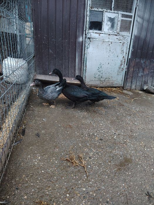 Vând boboci de rata muta