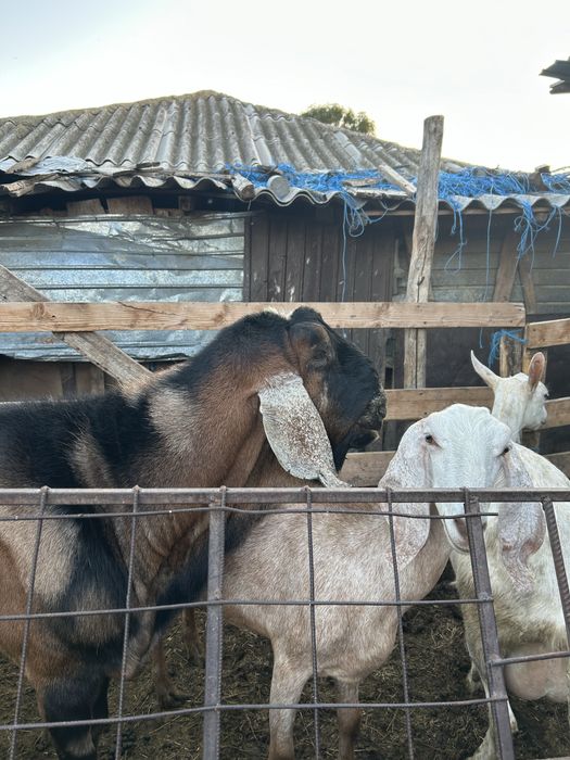 Vand tap anglo nubian