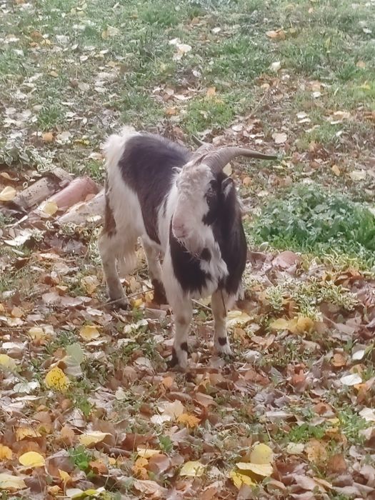 Голям мощен пръч