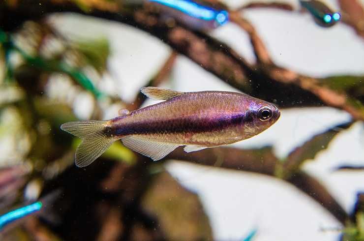 Аквариумные рыбки! Тетра Керри