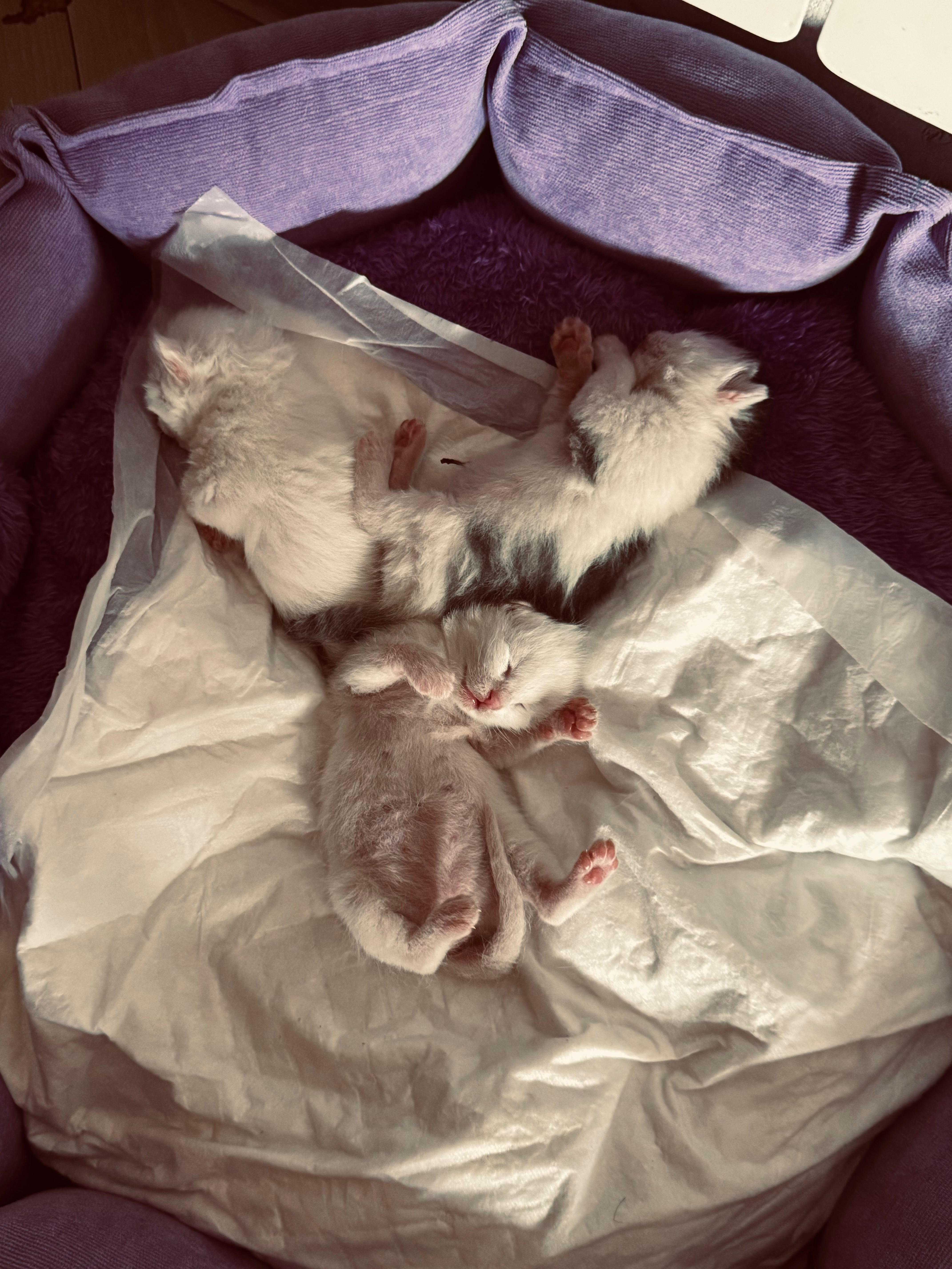 Отдаём 2 белых котят, в хорошие и добрые руки (мальчик и девочка)