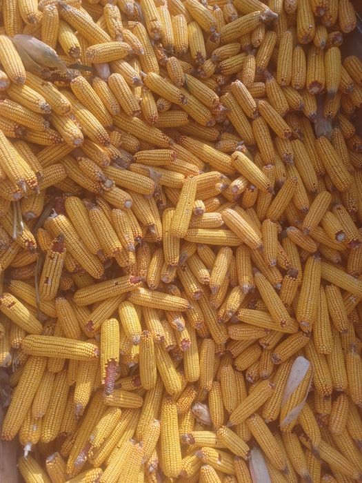 Vand porumb stiulete, soi pioneer, recolta 2025