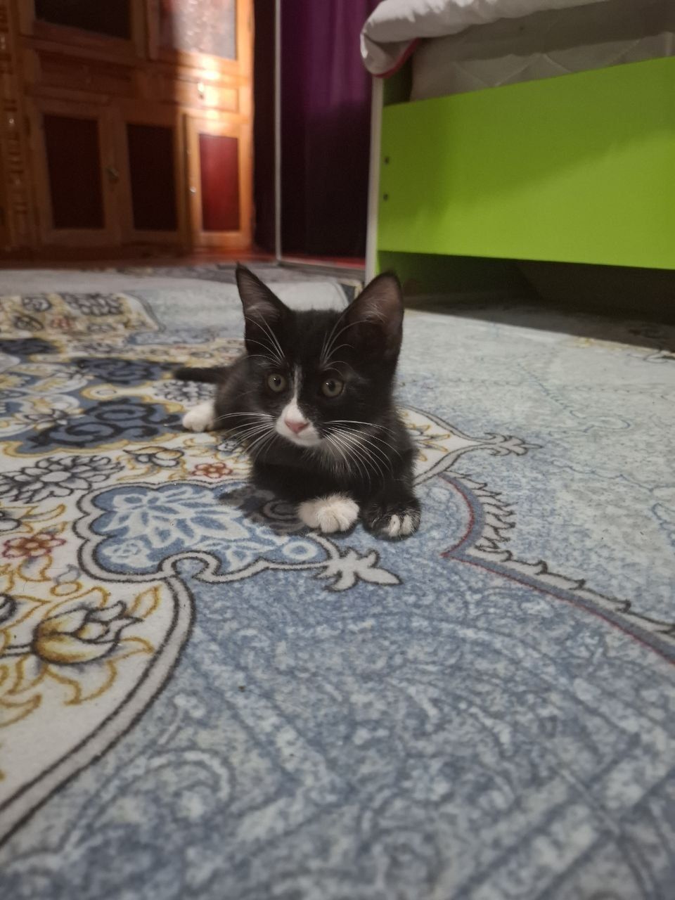 Домашний котенок