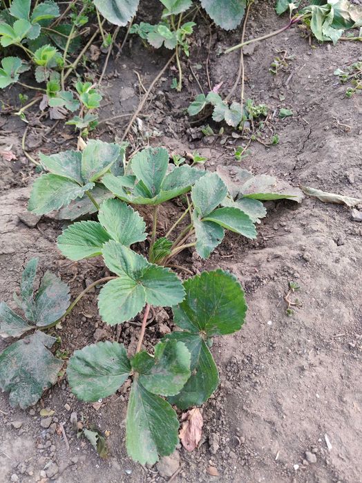 Продам рассаду клубники Лорд,Зенга, Ремонтантная на селекционном