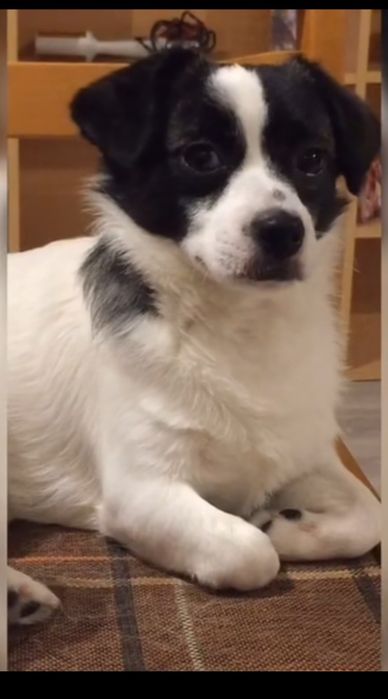 Donez caine talie medie