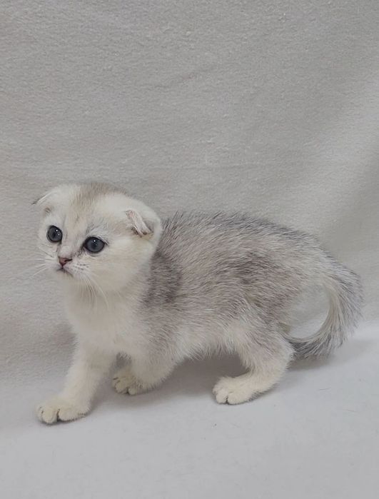 Скоттиш фолд серебристая шиншилла