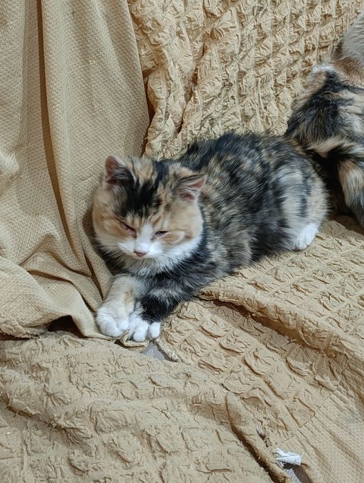 Отдам в хорошие руки