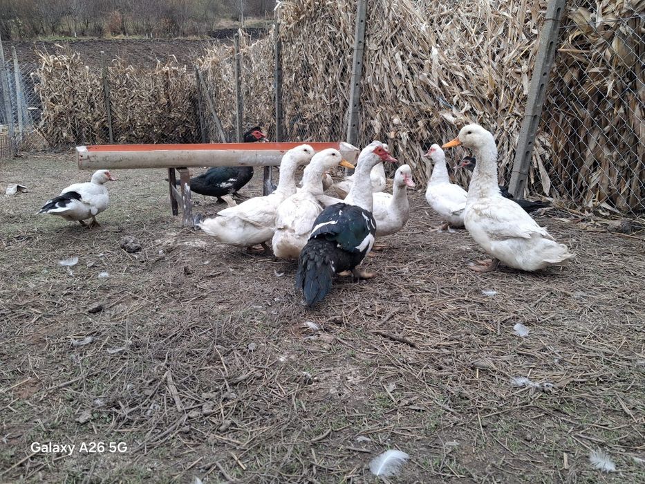 Vând Rațe leșești