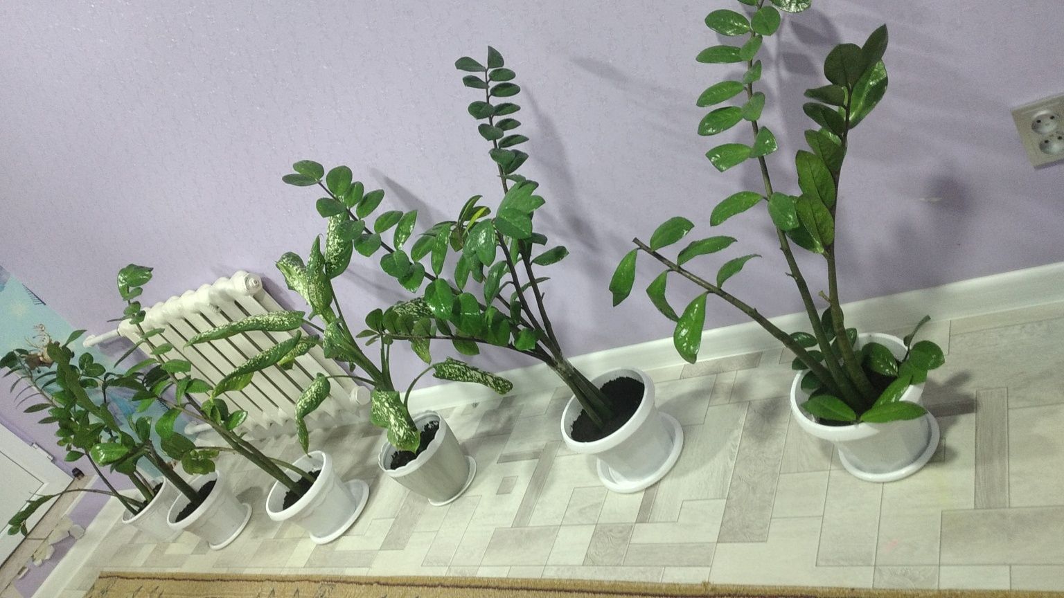Комнатные растения для дома и офиса