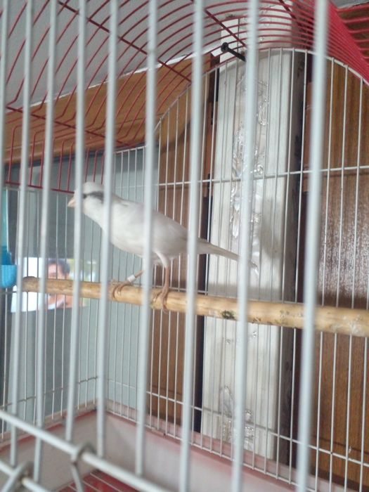 Канарейка Нар трайник сотилади