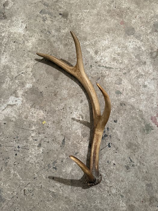 Продавам рог от елен