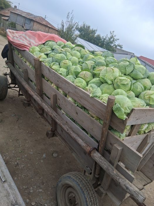 Cartofi și varză 2 lei transportul gratuit