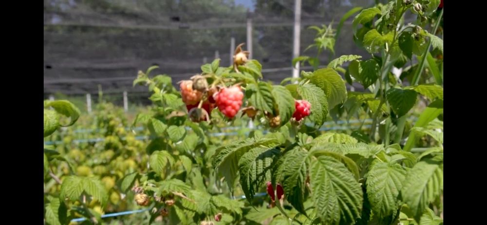 Afacere plantatie fructe