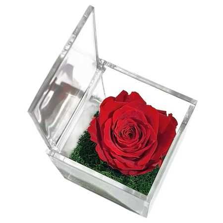 Trandafir criogenat rosu si licheni stabilizati cutie tip plexiglass