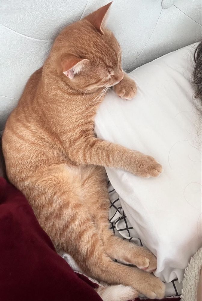 Джинджифилово коте момче, моля, прочетете описанието