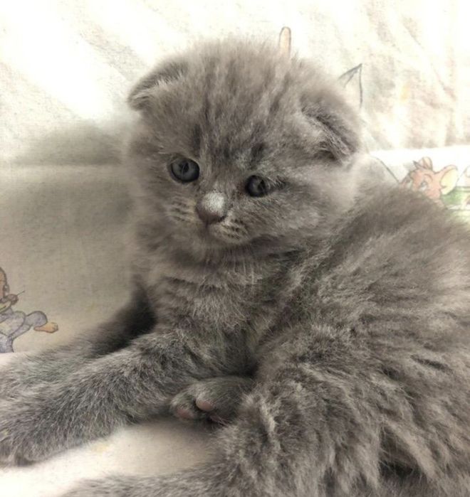 Чисто кровные котята