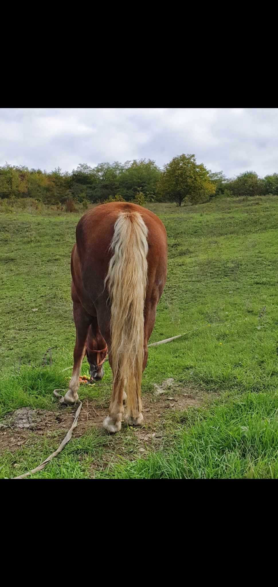 Cal de 13 ani de vânzare