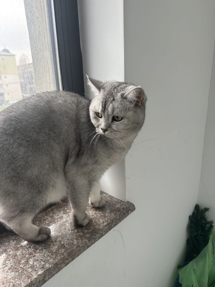 Motanel British shorthair chinchilla