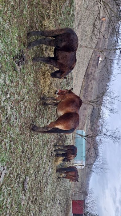 De vanzare o pereche frumoasa