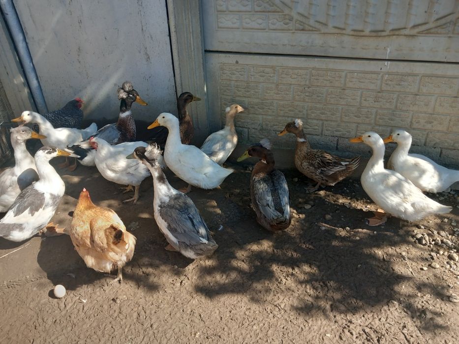 Vând rațe romanești