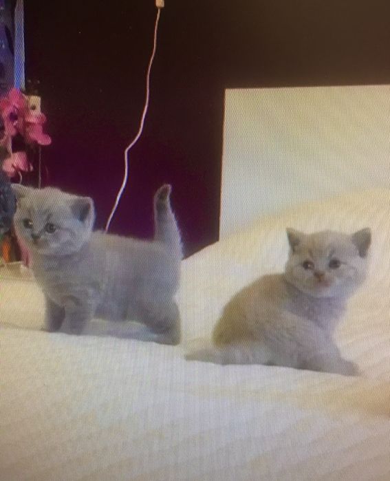 Британска късокосместа