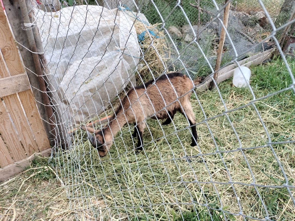 Vind doua capre și un tapisor alpin francez din mamă bună de lapte