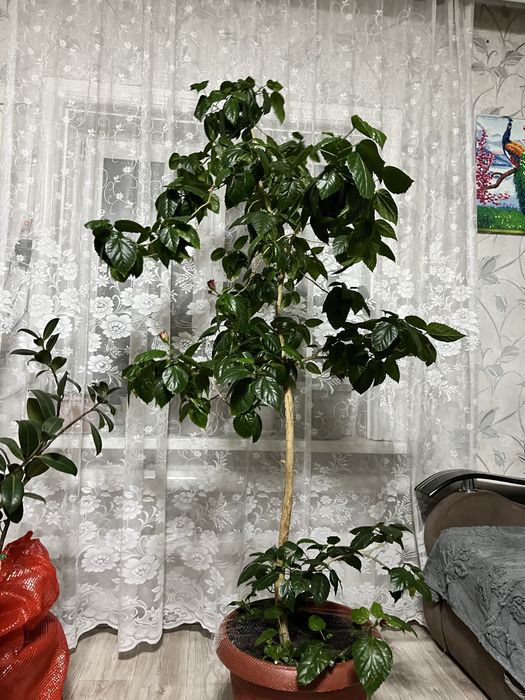 Продам китайскую розу(гибискус)