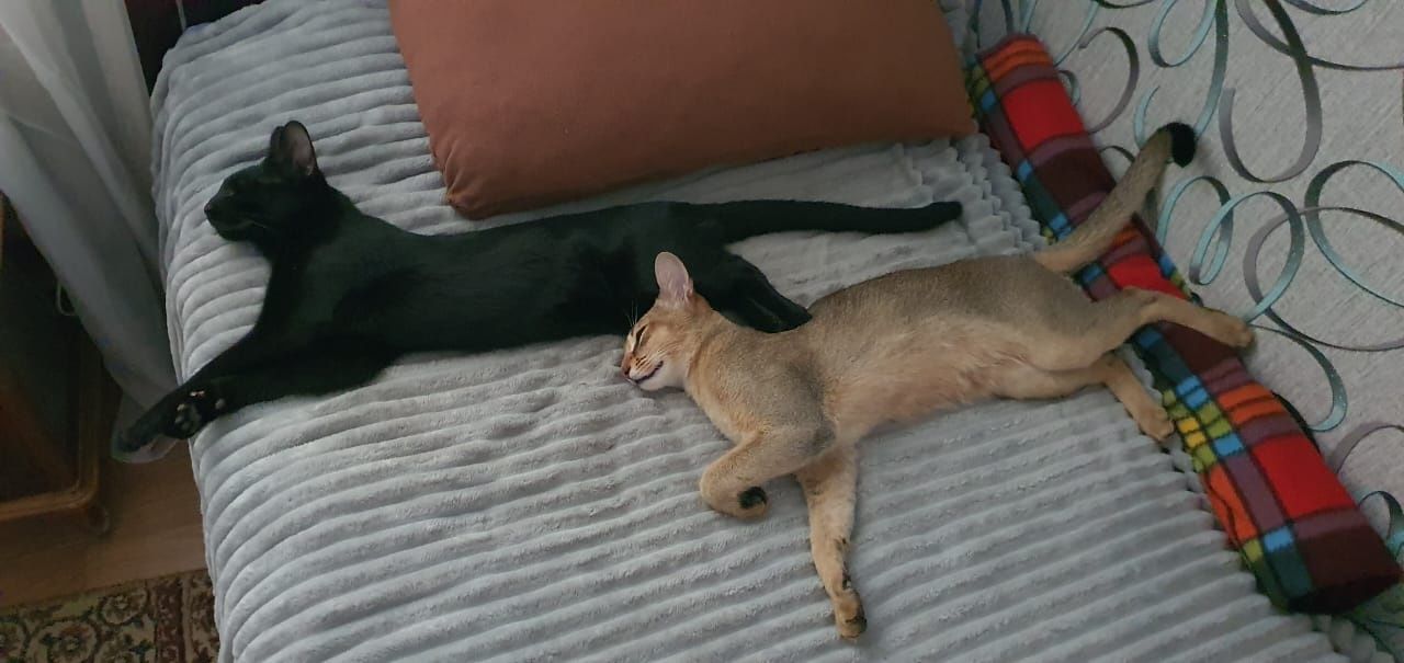 Чаузи аббисинцы коты