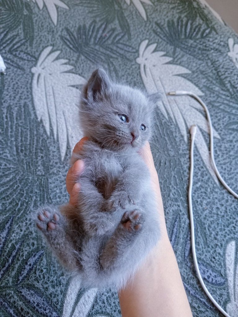 Котята 1 месяца.