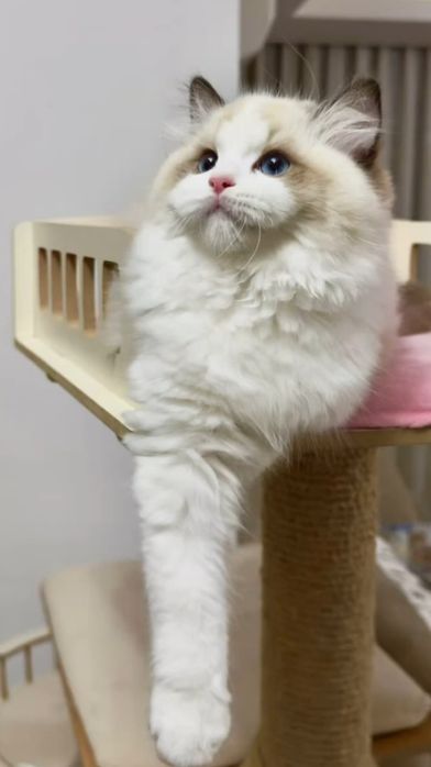 Regdoll, Регдолл