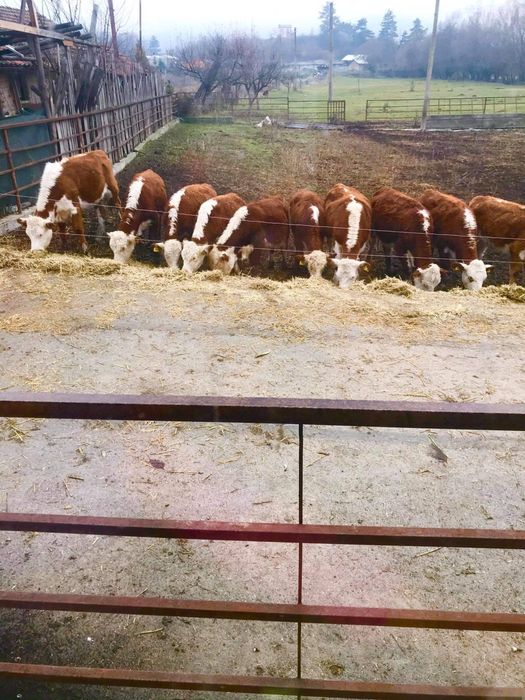 Отбити телета от 170/240 кг