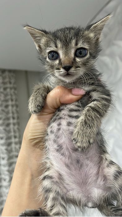 Котята домашние