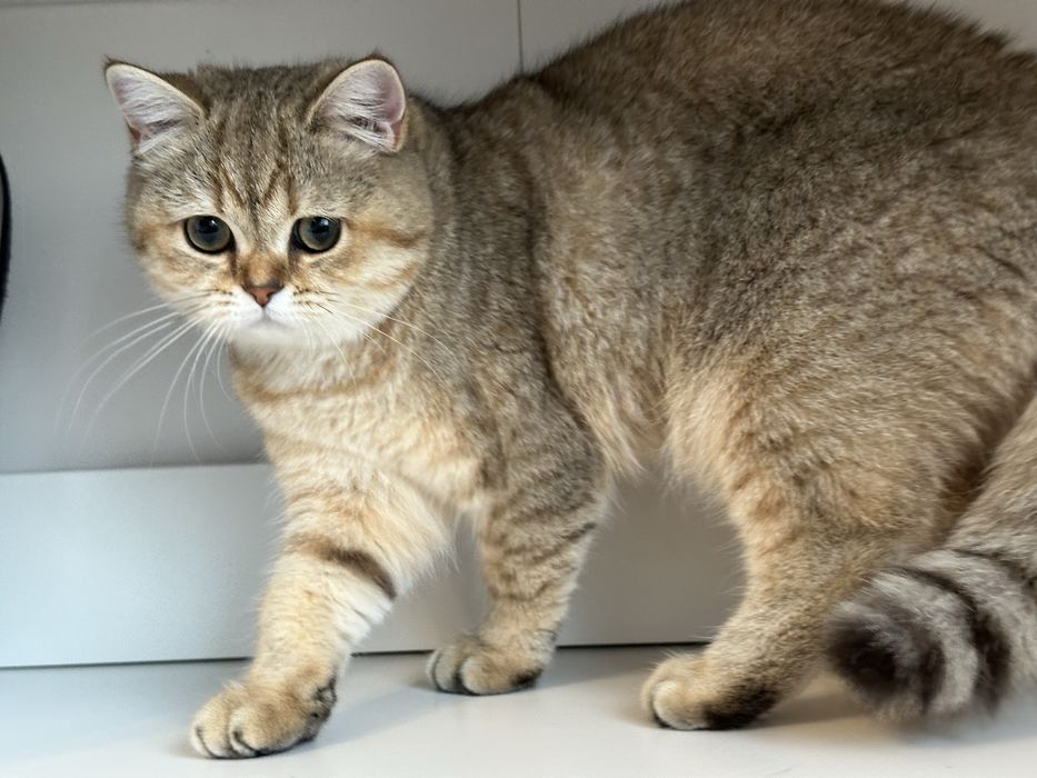 Fetita british shorthair golden superba  !! Certificat PEDIGREE !!